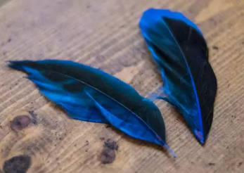 파랑 깃털