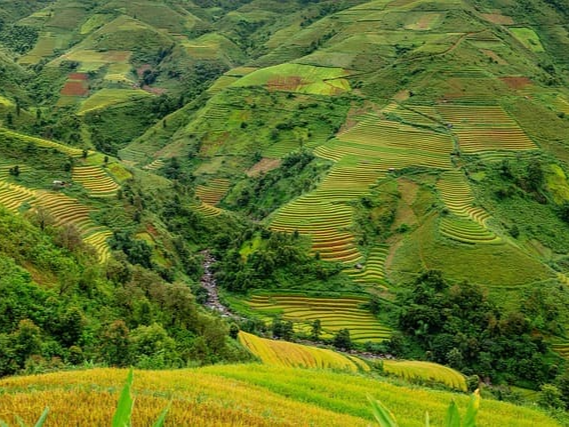 상황버섯 곰팡이 오염주의