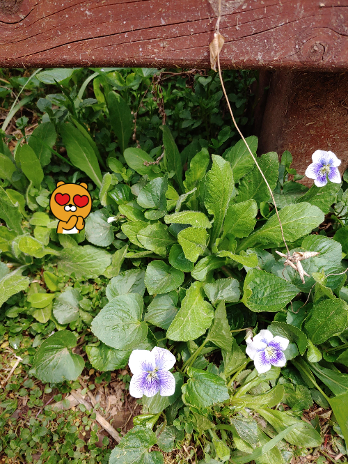 서양-제비꽃