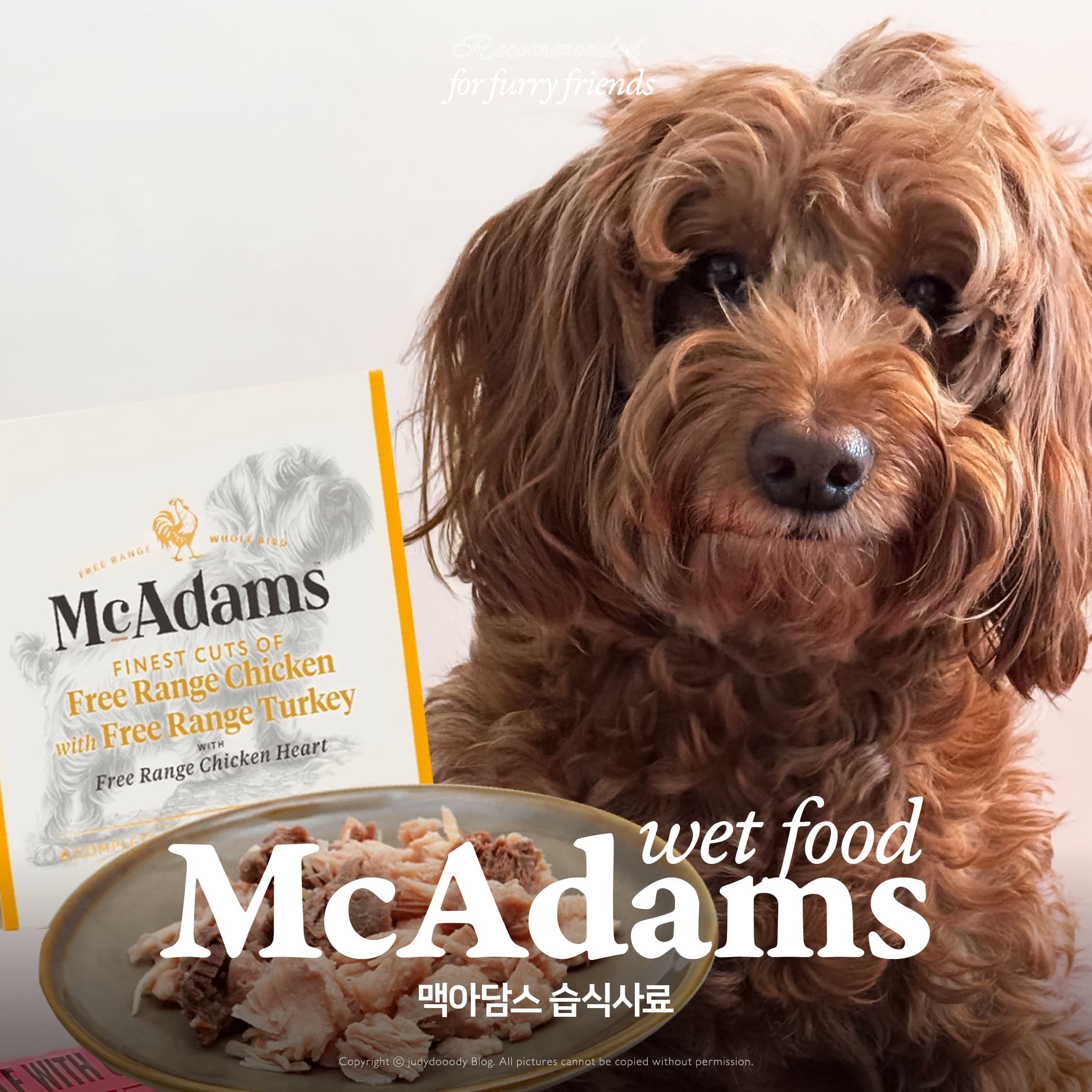 맥아담스 신상 습식사료 썸네일