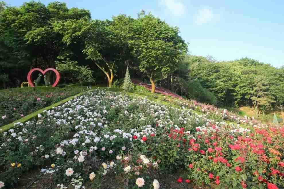 부천 백만 송이 장미축제