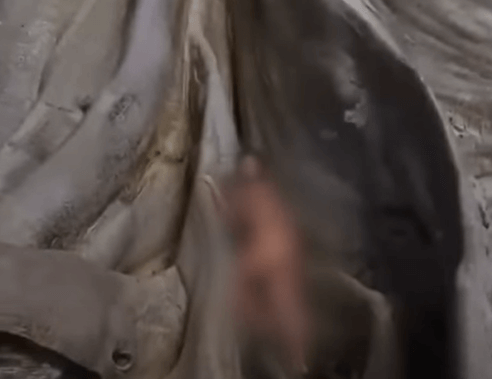 발리 관광세 도입 이유