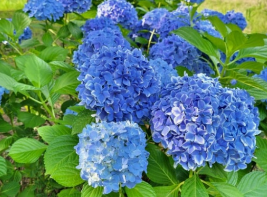 화명생태공원 수국