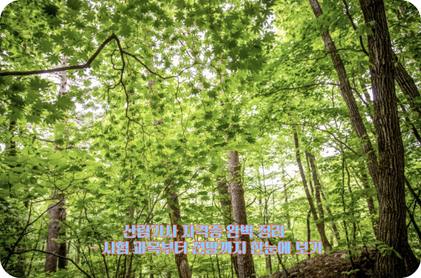 산림기사 자격증 완벽 정리 - 시험 과목부터 전망까지 한눈에 보기