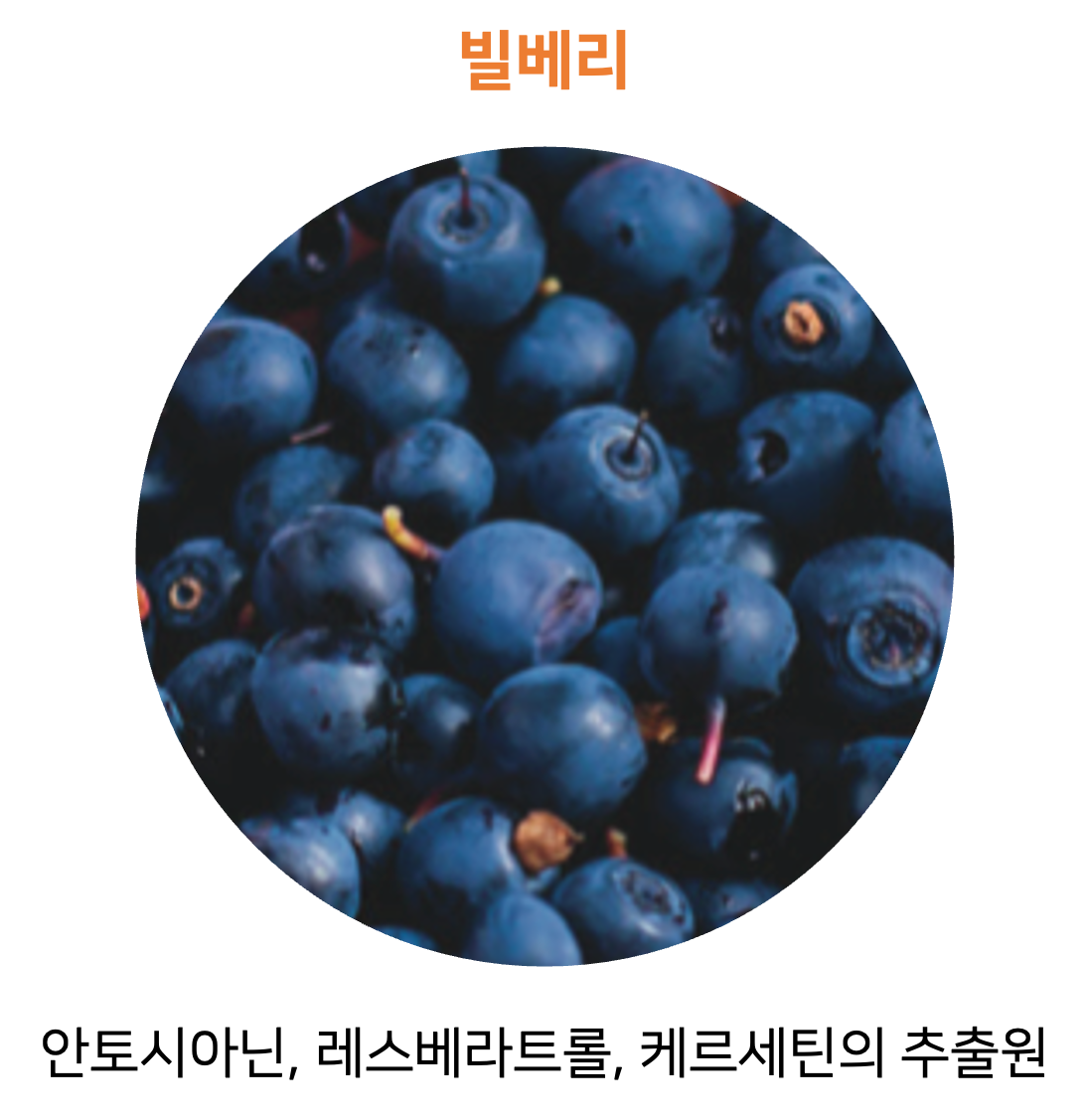 빌베리 사진과 빌베리에서 추출할 수 있는 주요 성분 등을 기재한 사진입니다.