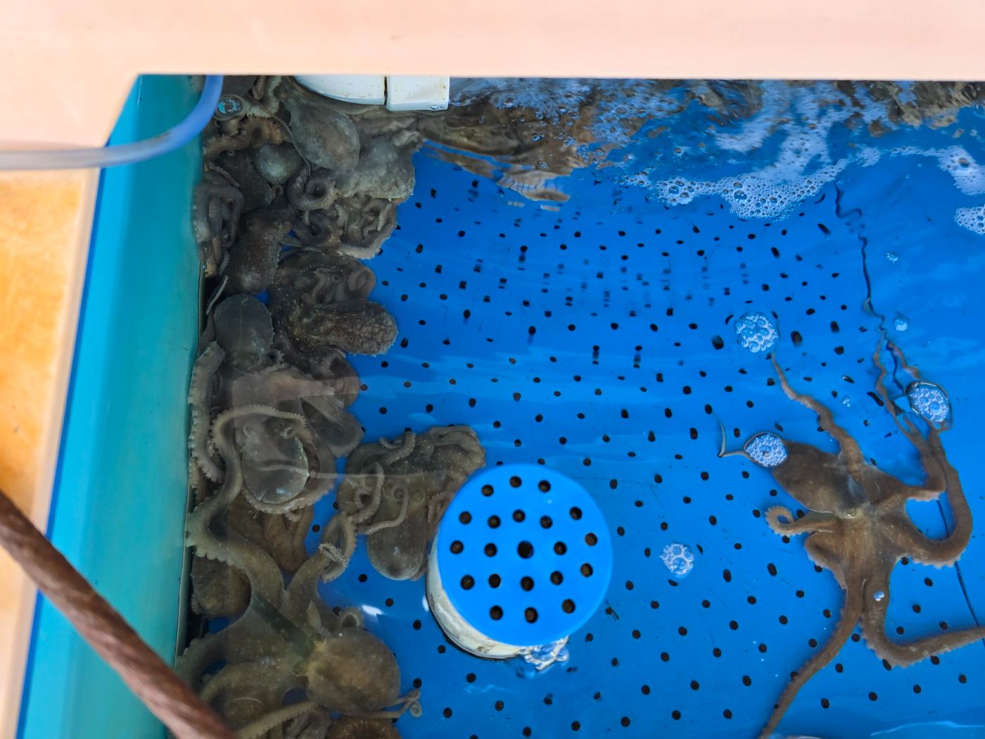 수조에서 준비중인 싱싱한낙지들