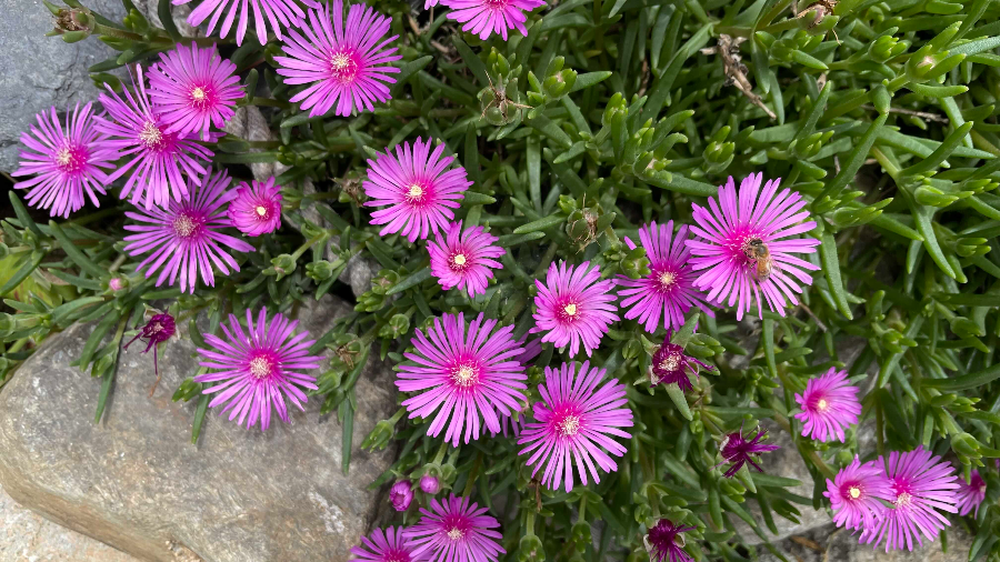 금화정 막국수앞 꼿구경