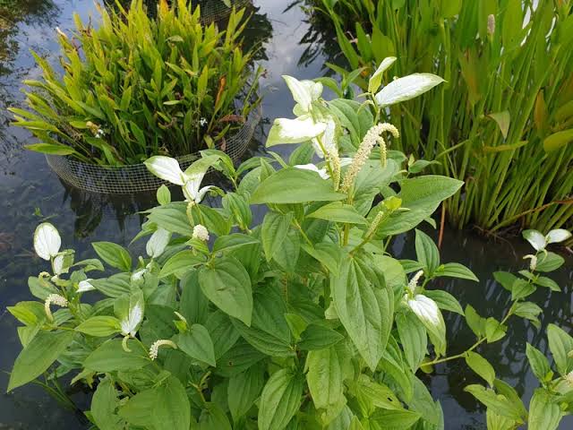 삼백초추출물 영양제 비교 부작용 아토피 효능 관련 삼백초 식물 이미지