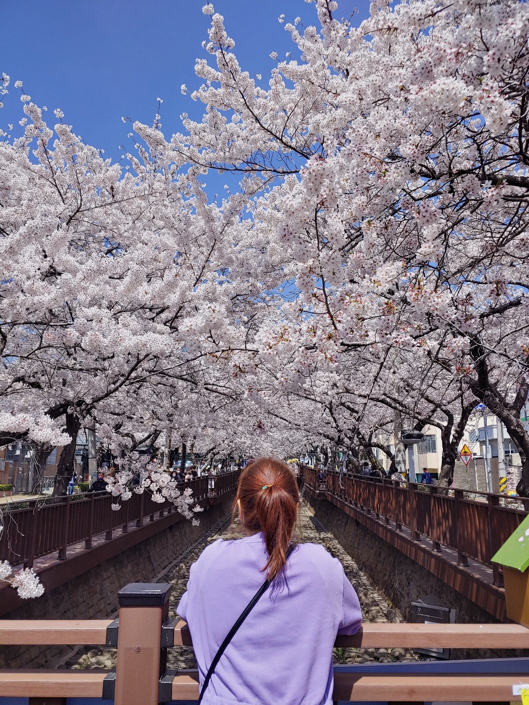 진해 벚꽃축제 ❘ 현지인 추천 벚꽃명소 ❘ 진해 군항제 페스티벌 ❘ 진해 가볼만한 곳