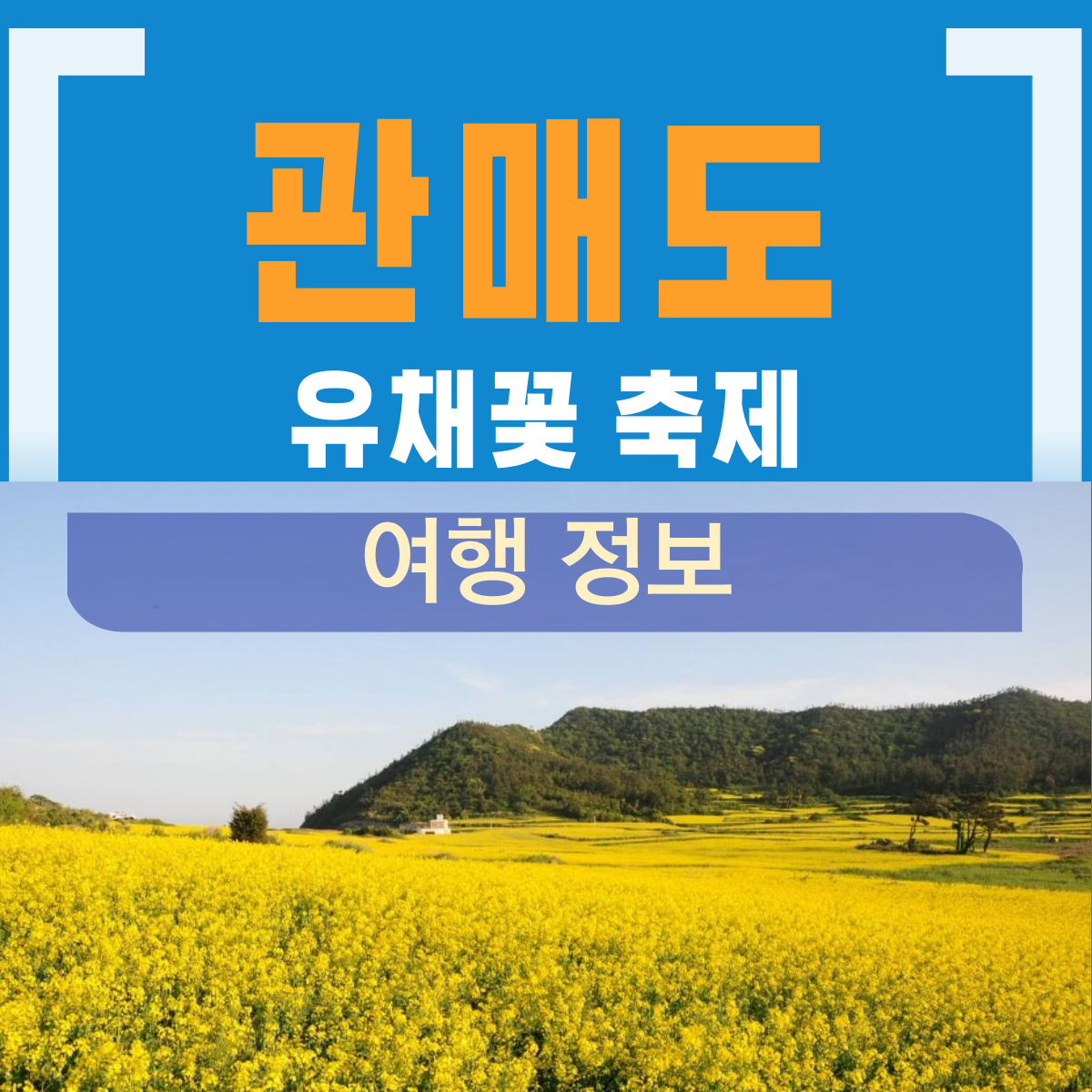 관매도 유채꽃 축제