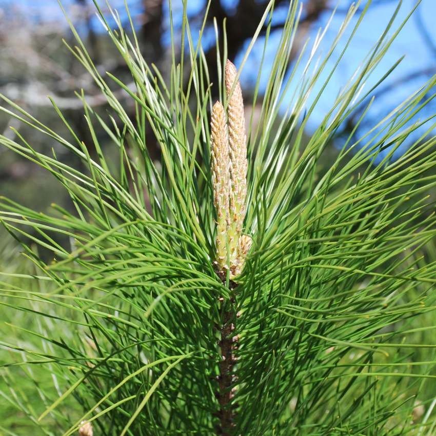 송화가루 알레르기_17