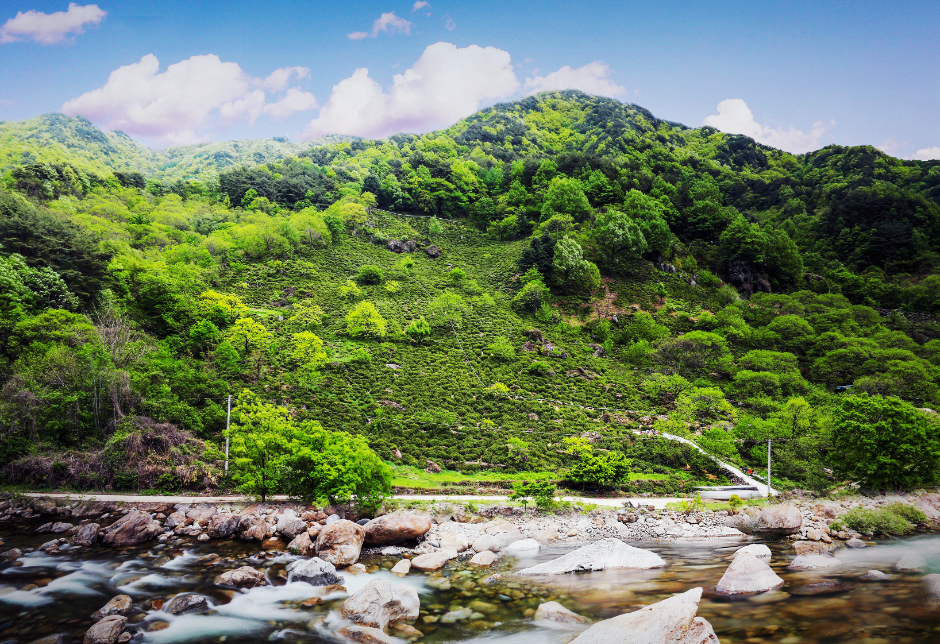 [5월 축제]2025 하동야생차문화축제❘기간, 일정, 체험 프로그램, 공연 정리