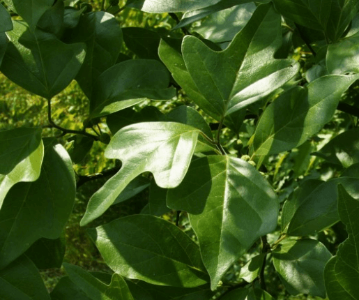 구지뽕의 효능 꾸지뽕 열매의 효능 먹는법