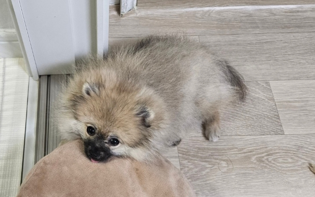 4개월 세이블 포메라니안