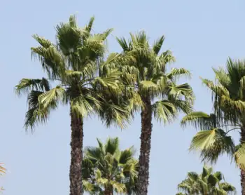 전립선 치료제 쏘팔메토 가격 및 효능&amp;#44; 복용시 주의점