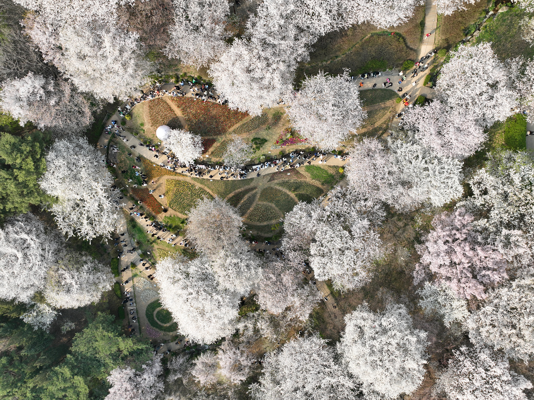 하늘에서 찍은 벚꽃나무 사진