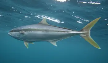 방어 가격 및 효능, 영양성분과 주의점