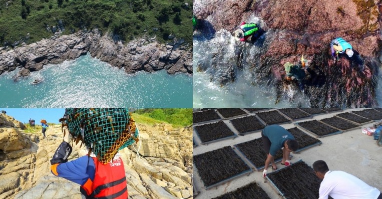 극한직업 맹골도 자연산 돌미역 택배 주문 가격