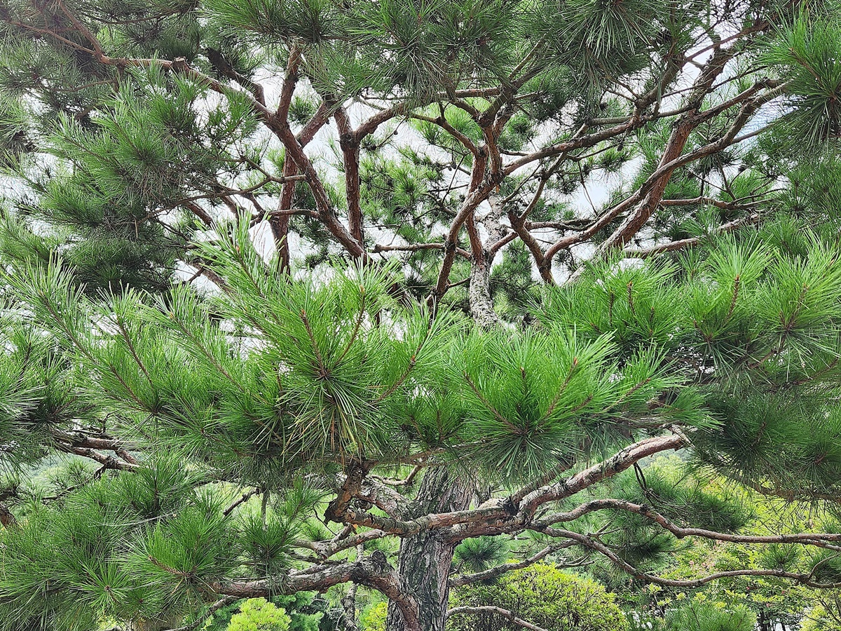 곰솔(해송)