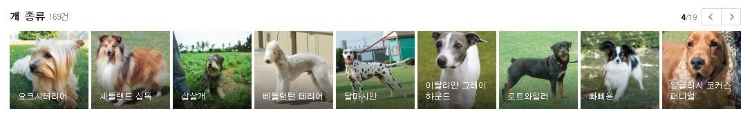 요크셔테리어와 삽살개 및 달마시안의 개성 넘치는 사진