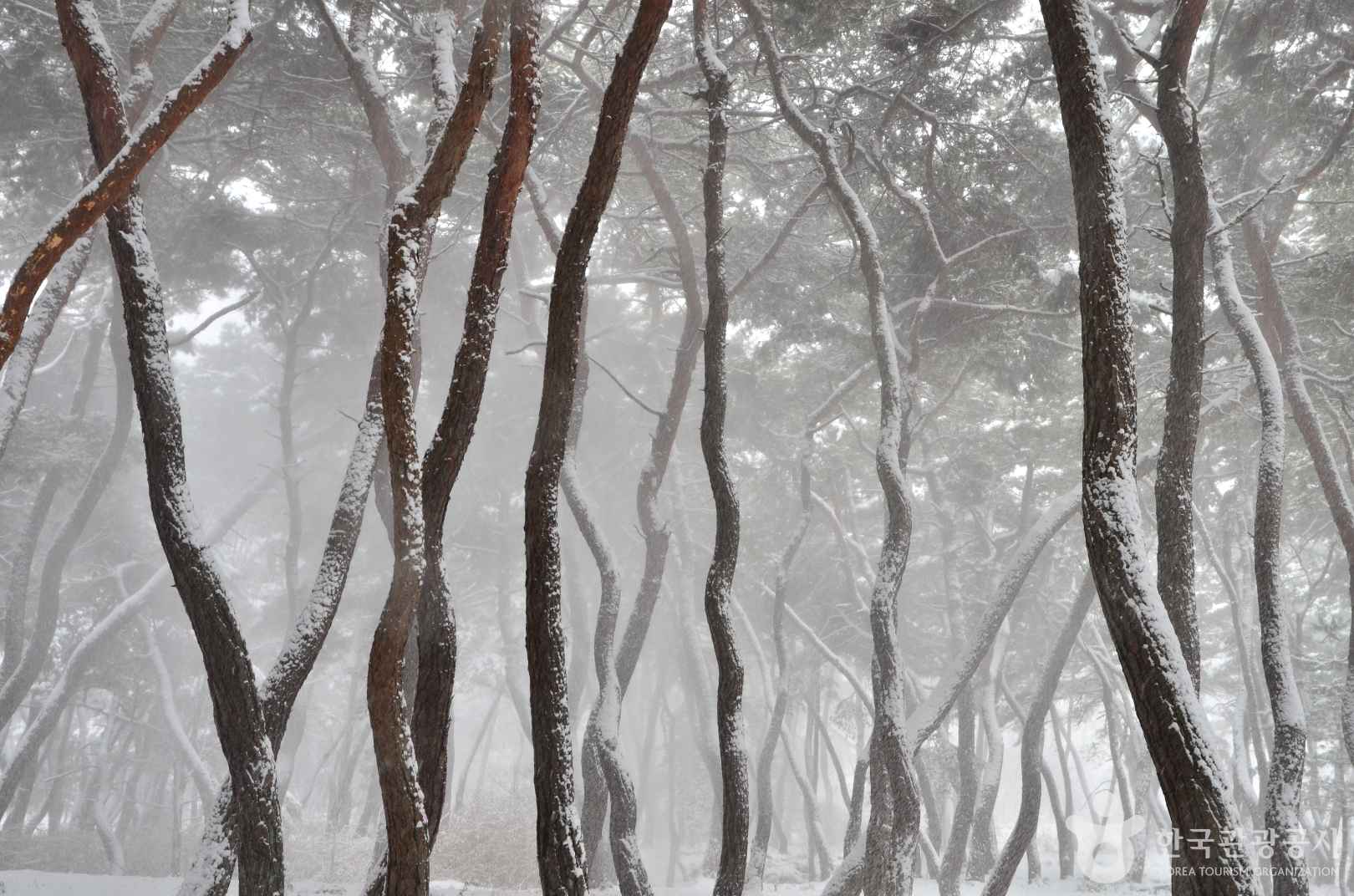 경주 삼릉숲 도래솔