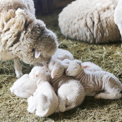 대관령 양떼목장 겨울 모습2