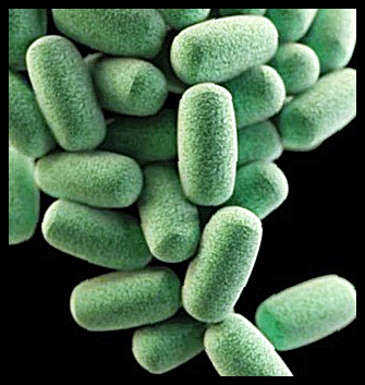 셀티바 신프리바이오틱스