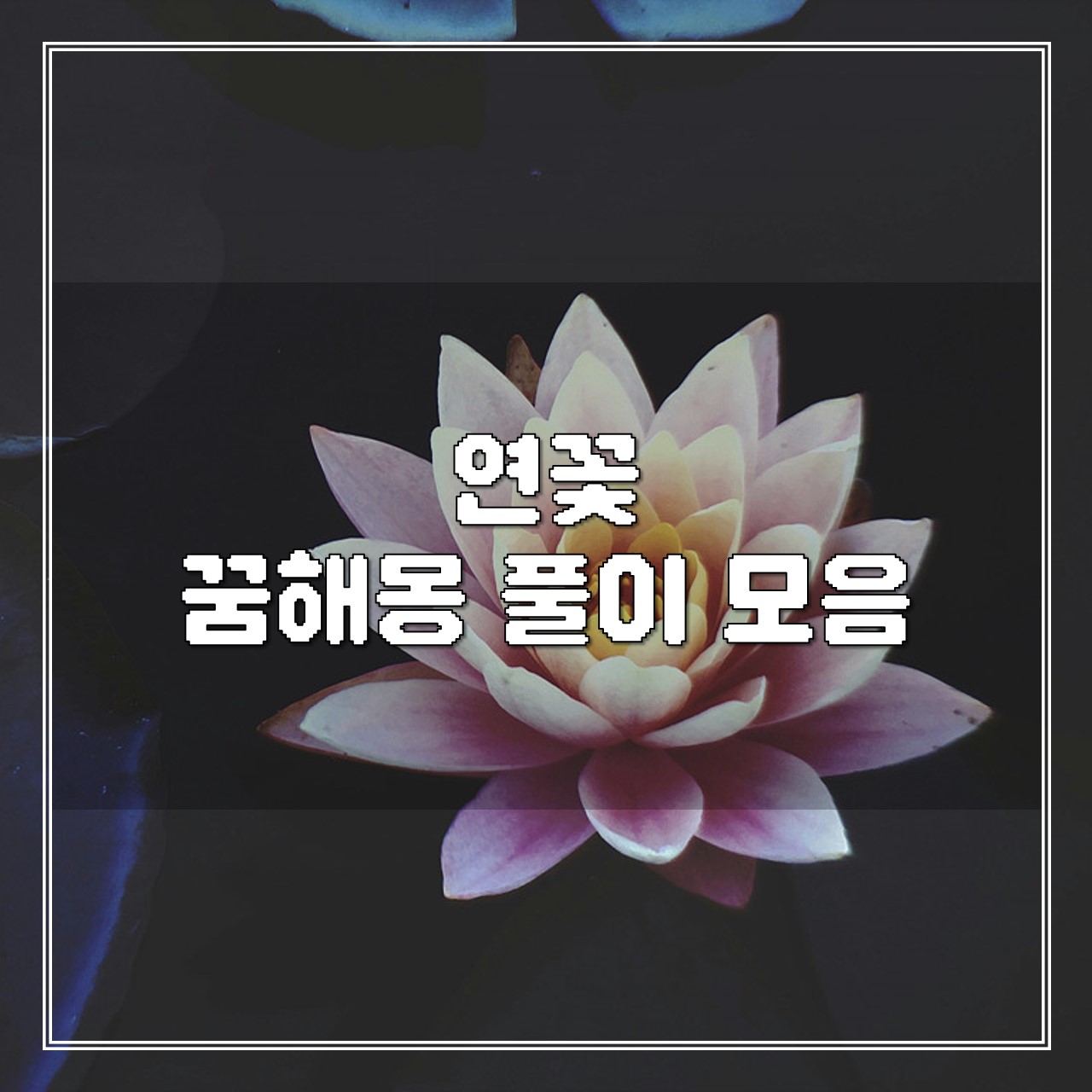 연꽃 꿈, 꿈해몽 풀이 모음 썸네일