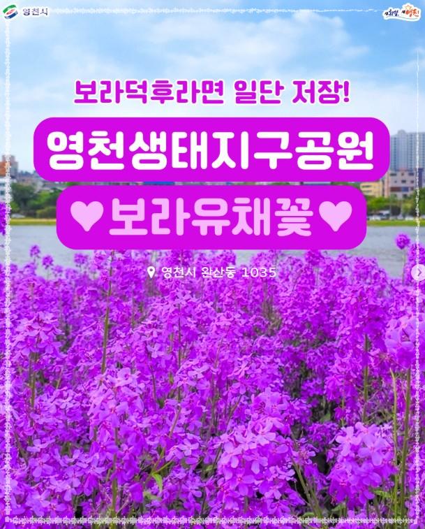 인생샷 보장! 영천 보라 유채꽃 단지 방문 가이드 (위치/주차/포토존)