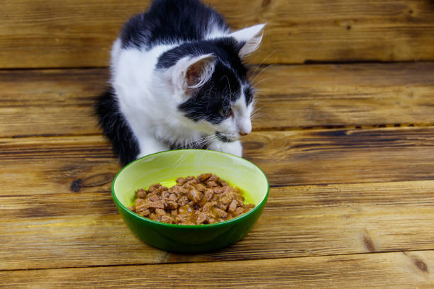 고양이 습식 사료 선택 시 고려할 요소