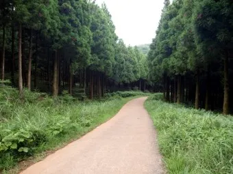 걷기 좋은 명품 숲길 50선 전국 서울 경기_20