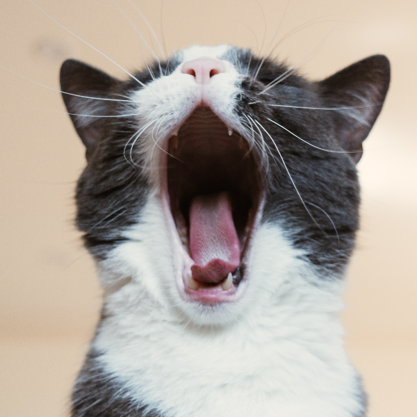 고양이 치약 영양제