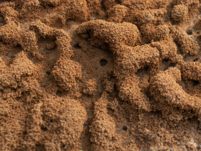 개미를 죽이는 꿈 해몽 꿈해석 의미 풀이