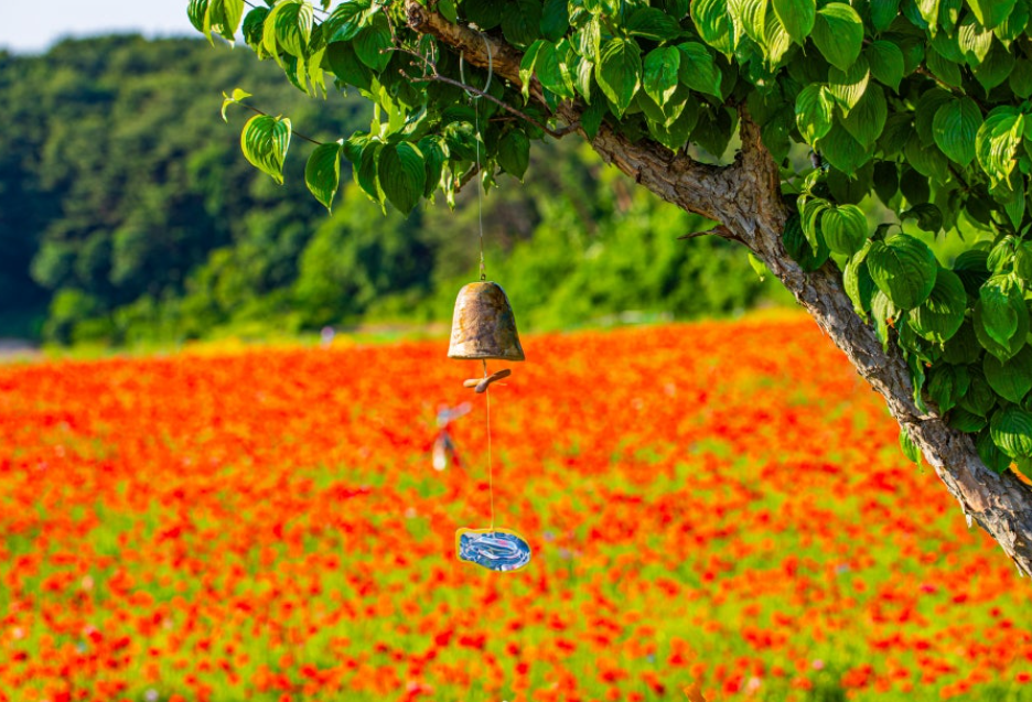 원주 용수골꽃양귀비축제5