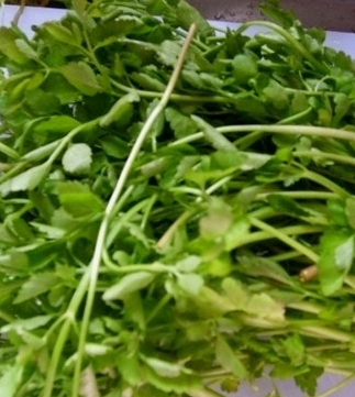 미나리 효능 부작용 고르는법 칼로리