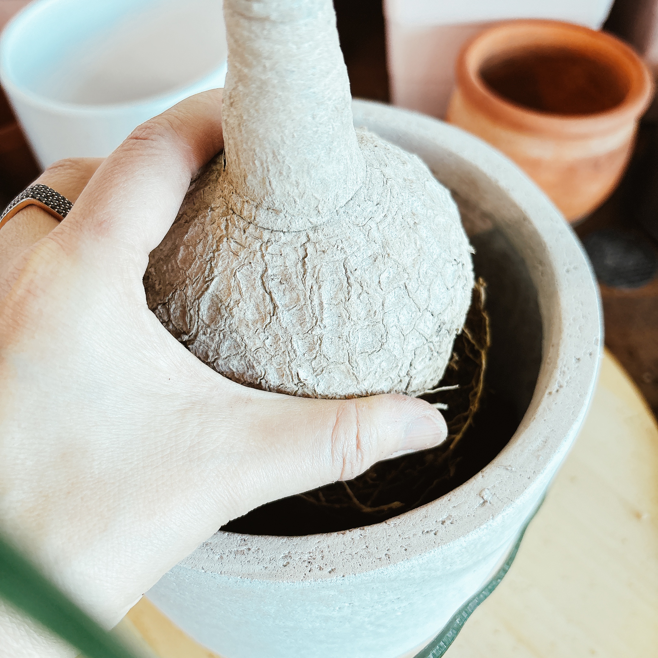 덕구리난-분갈이용-화분-선택