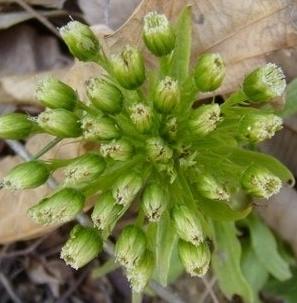 머위 효능과 부작용 고르는법 먹는법 칼로리