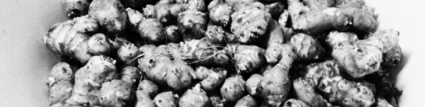 감자 수확시기, 감자 보관법: 돼지감자