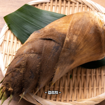 죽순 채취 시기