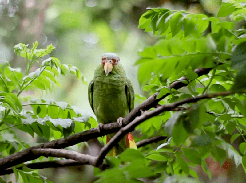 숲 속에 있는 앵무새 사진