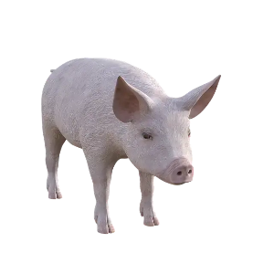 돼지띠 2025년 운세