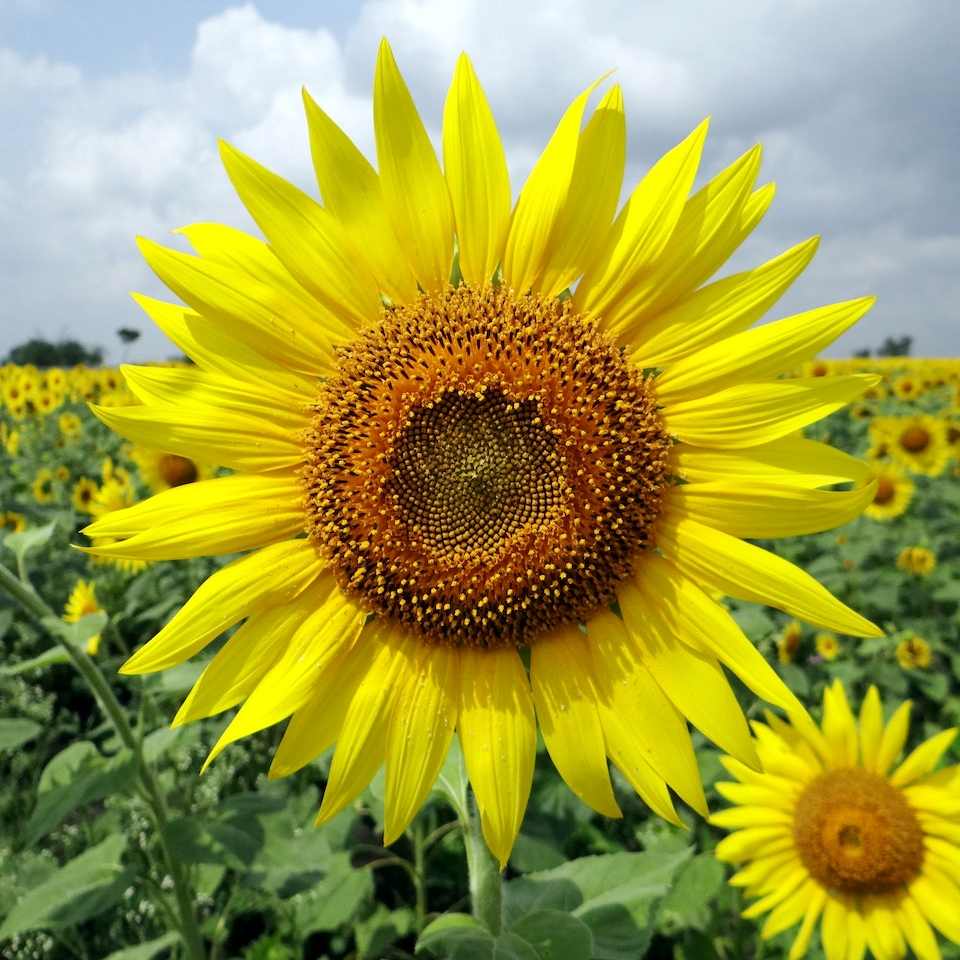 파주 해바라기 축제