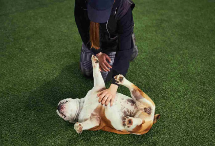 개가 배를 보이는 이유