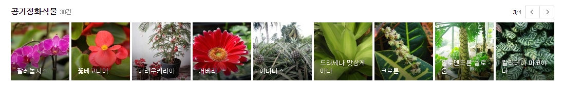 보스턴고사리와 드라세나 마지나타 식물 특징