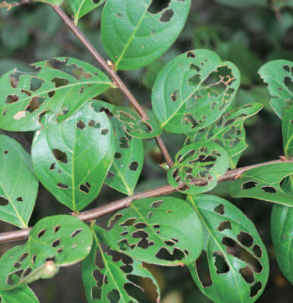 주둥무늬차색풍뎅이 피해