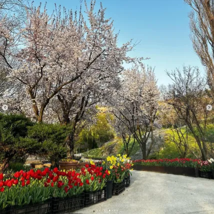 피나클랜드 불꽃축제 튤립 수선화 축제 체험 2