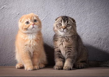 스코티시 폴드/출처:어도비스톡