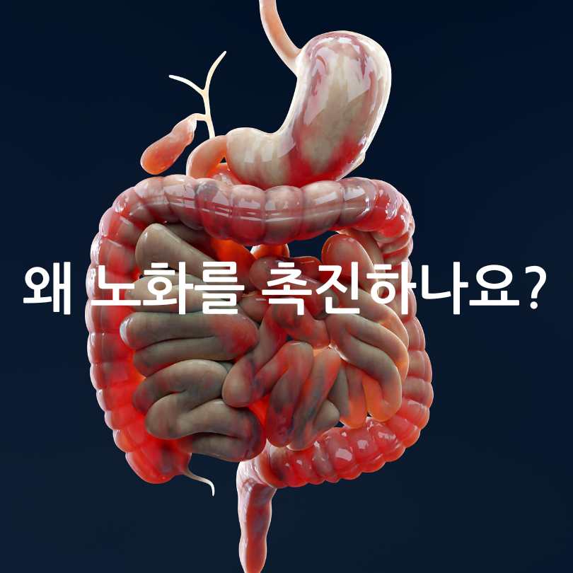 좀비세포 제거 음식 BEST 5