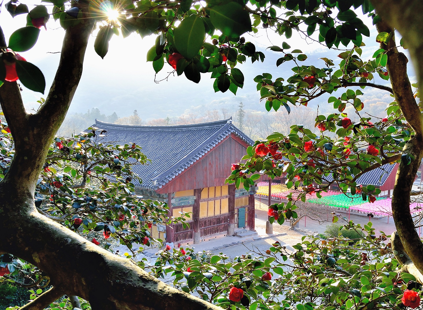 동백나무 사이로 바라본 선운사 모습