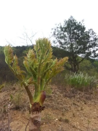 두릅 재배 순 수확 시기 가지치기 겨울 보온_8